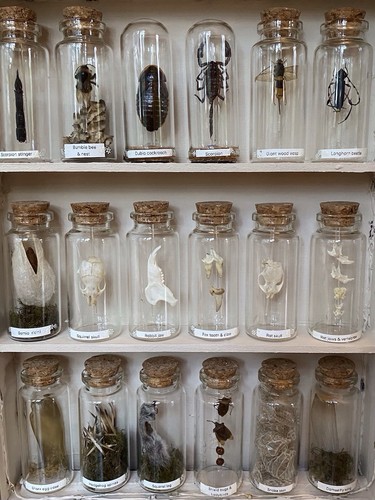 Oddity bone beetle display - &,