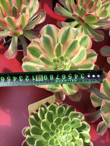 Aeonium goodness large cutting - aeonium,