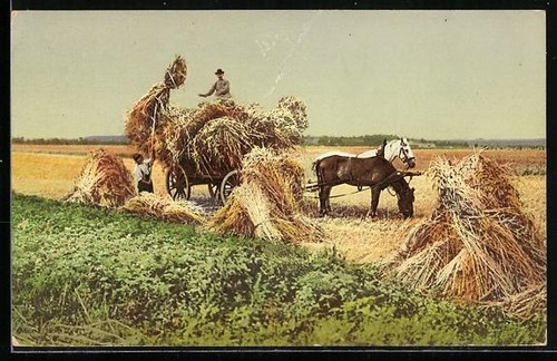 Horse drawn cart full grain - of,