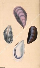 BRITISH SHELLS 1804 - COMMON MUSSEL. PRINT : A MODERN COLOUR REPRINT OF AN ORIG