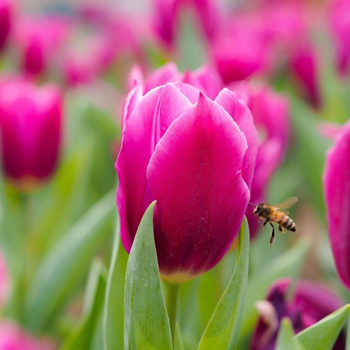 Tall mixed tulip bulbs - mixed, pink