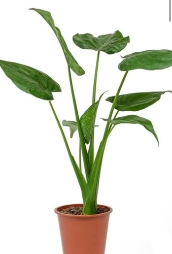 Alocasia macrorrhiza approx - macrorrhiza,