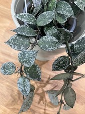 Indoor house Hoya Krohniana