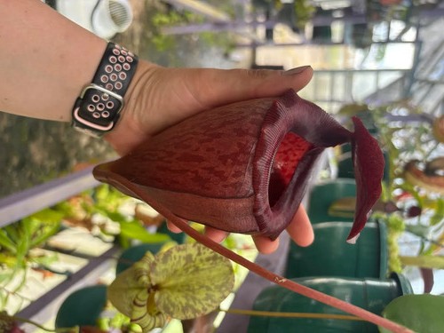 Nepenthes mira tenuis - nepenthes,
