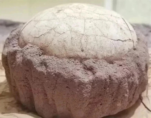 Segnosaur dinosaur egg - segnosaur,