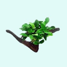 Anubias barteri rooted - (nana),