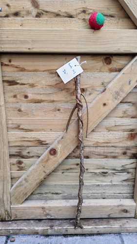 Twisted twisty wood hazel - twisted,