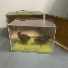 Two Taxidermy Cases Blackbird Chicks In Box and Wooden Carry Case Vintage