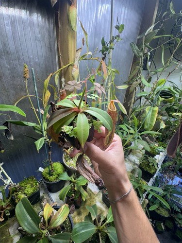 Nepenthes boschiana - , x