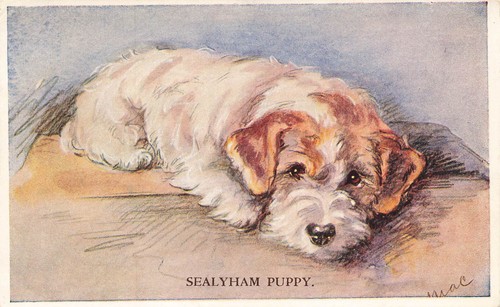 Sealyham puppy lucy - sealyham,