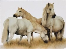 ATHENA  POSTCARD Grazing