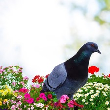  Simulated Bird Garden Pigeon
