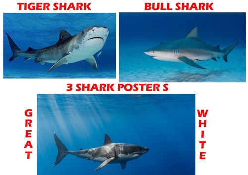 Shark poster great - , white