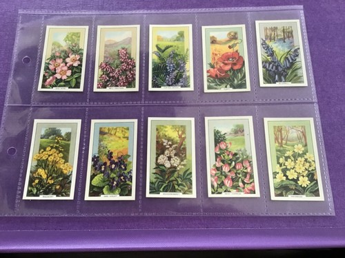 Wild flowers full - full, set