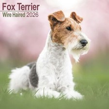 Fox Terrier Wirehaired 2026