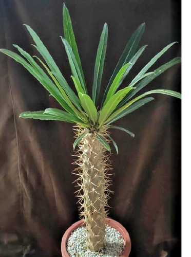 Rare pachypodium lamerei - rare,