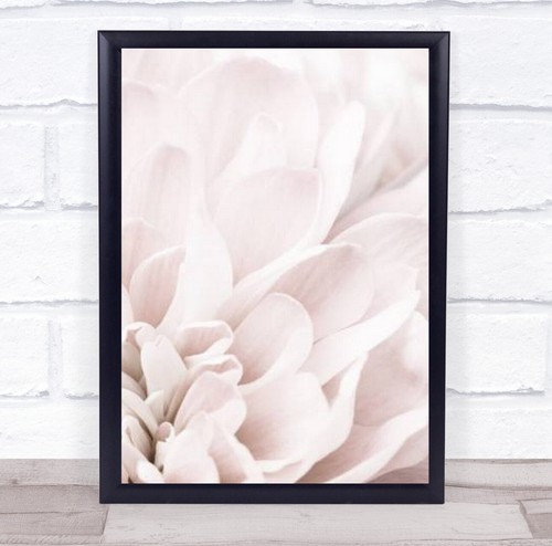 Chrysanthemum flower - chrysanthemum, no