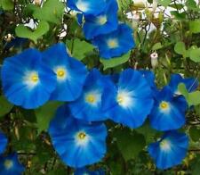 FLOWER MORNING GLORY IPOMOEA HEAVENLY BLUE  300 SEEDS