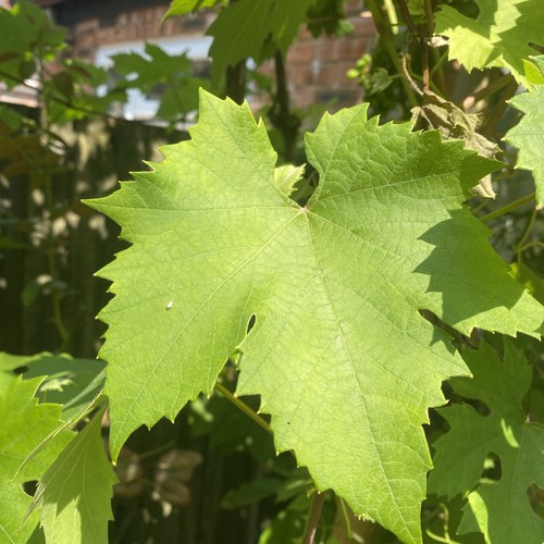 200 dolma vine leaves - dolma,