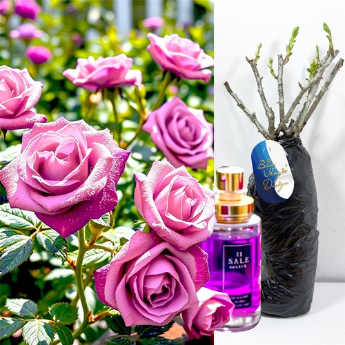 Perfume rose bush - rose,