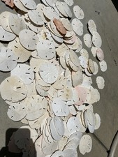 Sand Dollar Sea Shell Lot Over