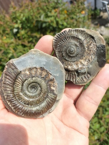 Dactylioceras ammonite - dactylioceras, sp