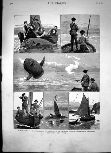 Old sun fish - sun-fish, shooting