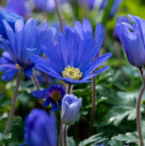 Anemone blanda blue - 'blanda, blue'
