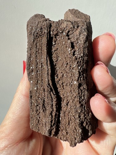 116g permineralized wood - -, |