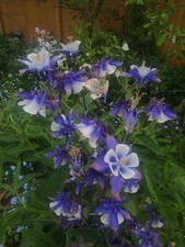 250 Aquilegia Seeds, Granny's