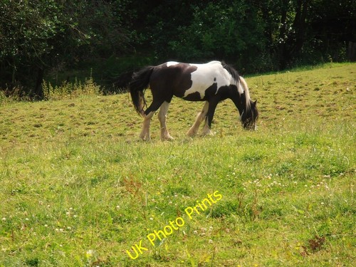 Photo 6x4 the hungry - photo,