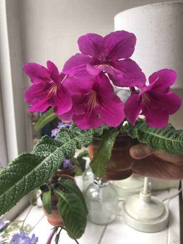Streptocarpus padarn - streptocarpus,