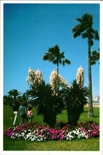 Corpus christi postcard - christi,