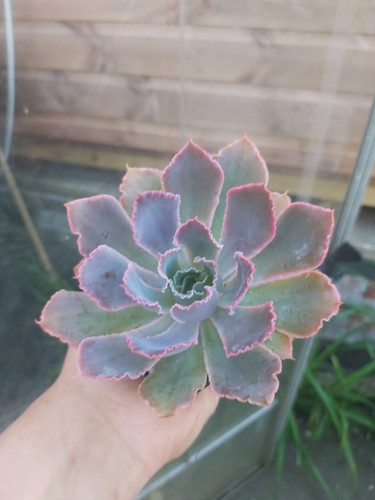 Echeveria neon breaker - echeveria,