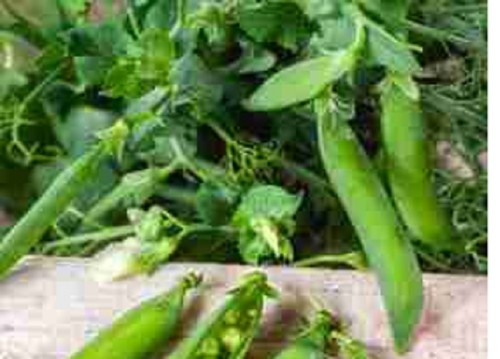 Pea mini plug - ,