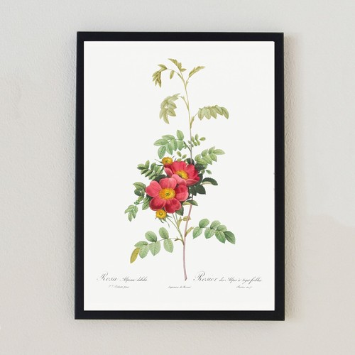 Antique botanical illustration - antique,