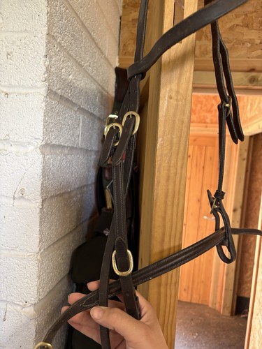 Hand show bridle pony - in-hand,