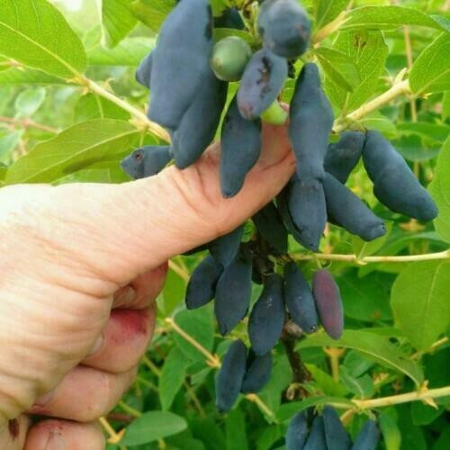 Honeyberry lonicera caerulea - honeyberry,