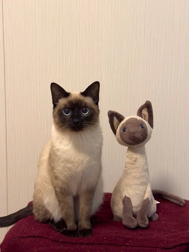 Iris siamese cat soft - iris,