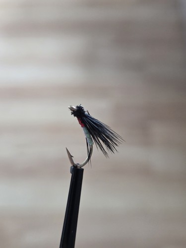 Black cormorant fly - x,