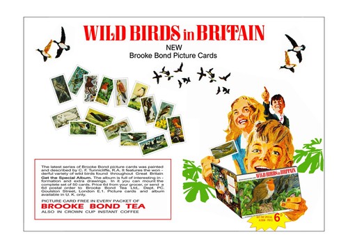Brooke bond advert adobe - brooke, advert.