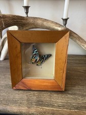 Framed Madagascan Sunset Moth
