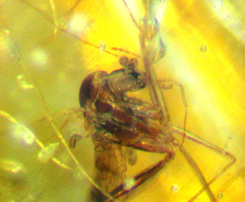 Pliocene amber kenya - pliocene,