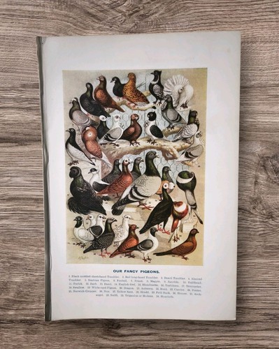 Antique 1890s fancy pigeons - antique,