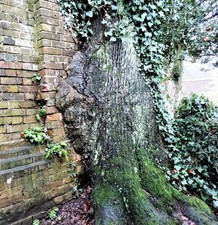 Photo 6x4 Oak growing into