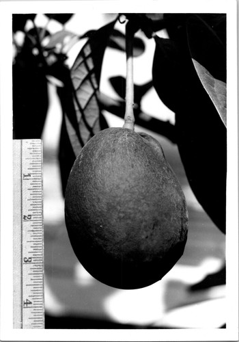 Inch avocado hanging - 3, 1/2