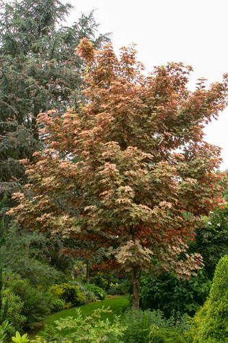 Esk sunset maple - esk, tree