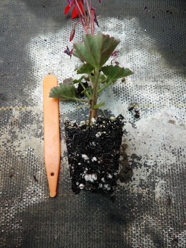 Pelargonium friesdorf plugs - pelargonium,