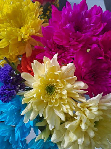 Multicoloured chrysanthemum - multicoloured,