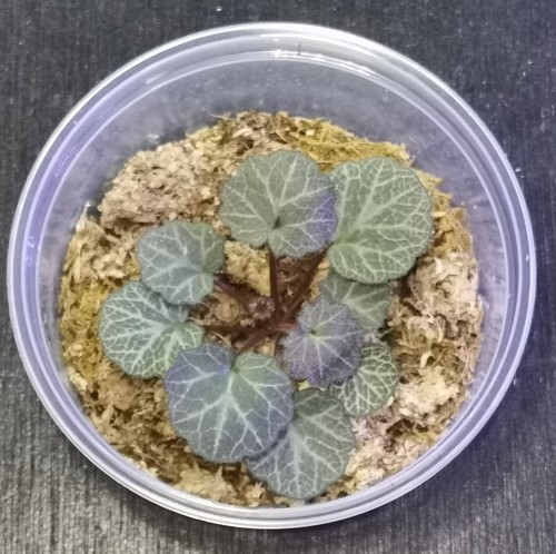 Strawberry begonia saxifraga - strawberry, (saxifraga